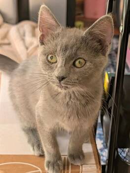 Poppy -  Domestic Short Hair Cat for Adoption in Johnson City, Tennessee - Poppy | PetCurious