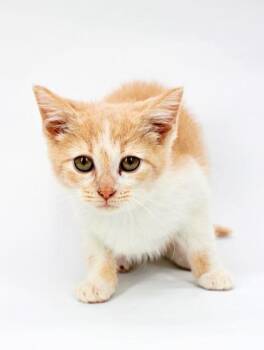 Root -  Domestic Short Hair Cat for Adoption in Morton Grove, Illinois - Root | PetCurious