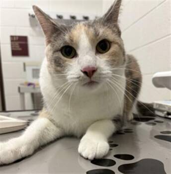 MADAME PURRINGTON -  Domestic Short Hair Cat for Adoption in Derwood, Maryland - MADAME PURRINGTON | PetCurious