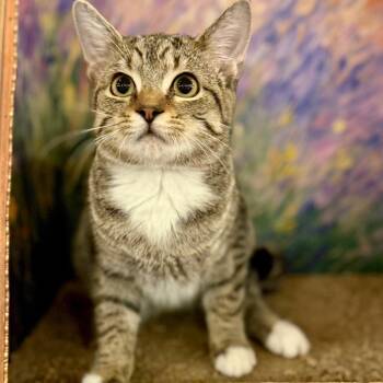 Domestic Short Hair Cats Available for Adoption in Snow Hill, North Carolina - Cyrus | PetCurious