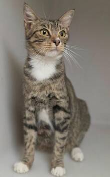 Momma B -  Domestic Short Hair Cat for Adoption in Highland Village, Texas - Momma B | PetCurious