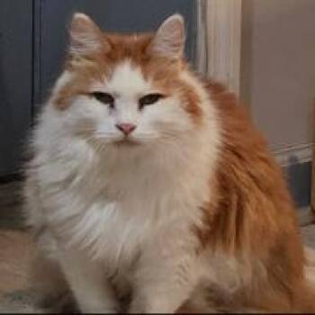 Domestic Long Hair Cats Available for Adoption in Layton, Utah - Arthur | PetCurious