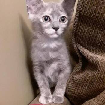 Rescue Domestic Short Hair Cats for Adoption in Jupiter, Florida - Button | PetCurious