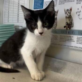 JOAQUIN -  Domestic Short Hair Cat for Adoption in San Antonio, Texas - JOAQUIN | PetCurious