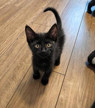 Ohana -  Domestic Short Hair Cat for Adoption in Fort Worth, Texas - Ohana | PetCurious