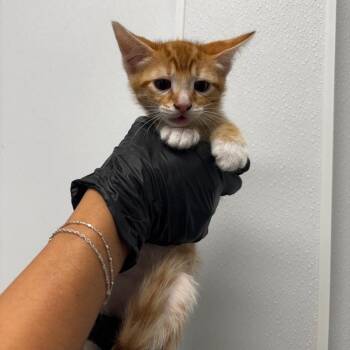 Mango -  Domestic Short Hair Cat for Adoption in Abilene, Texas - Mango | PetCurious