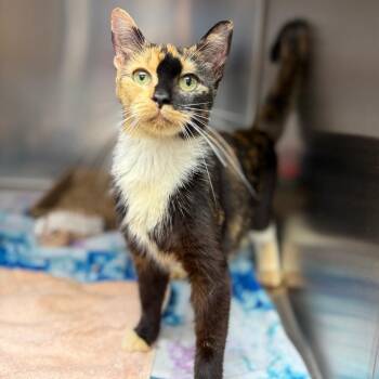 Hershey -  Domestic Short Hair Cat for Adoption in Newark, New Jersey - Hershey | PetCurious