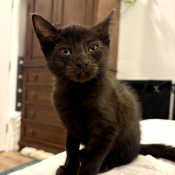 Pie aka Marie -  American Shorthair and Domestic Short Hair Cat for Adoption in New Orleans, Louisiana - Pie Aka Marie | PetCurious