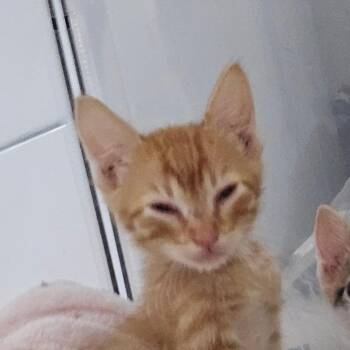 Cheddar Cheze 27 -  Domestic Short Hair Cat for Adoption in Austin, Texas - Cheddar Cheze 27 | PetCurious