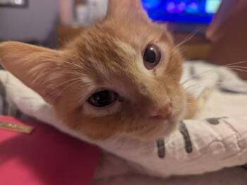 Jude Paw -  Domestic Short Hair Cat for Adoption in Lenexa, Kansas - Jude Paw | PetCurious