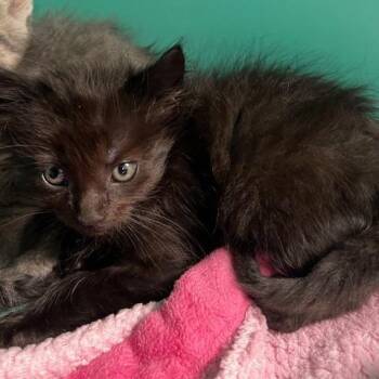 Baloo -  Domestic Short Hair Cat for Adoption in Owosso, Michigan - Baloo | PetCurious