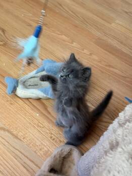 Eurydice -  Domestic Long Hair Cat for Adoption in Gilroy, California - Eurydice | PetCurious