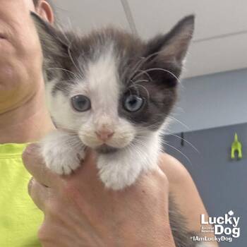 Domestic Short Hair Cats Available for Adoption in Washington, District Of Columbia - Bomb | PetCurious