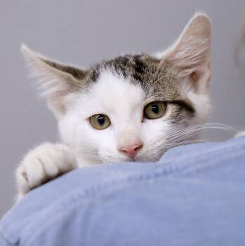Butch (AO37253) -  Domestic Short Hair Cat for Adoption in Kansas City, Kansas - Butch (AO37253) | PetCurious