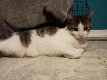 Atticus -  Domestic Short Hair Cat for Adoption in Georgina, Ontario - Atticus | PetCurious