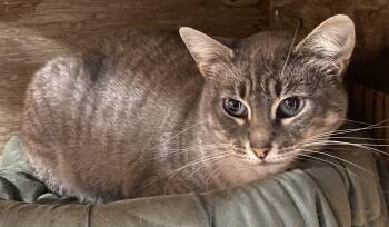 Tranquil -  Siamese Cat for Adoption in Stanwood, Washington - Tranquil | PetCurious