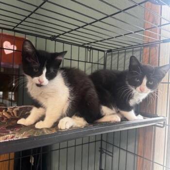 Christian and Murray -  Domestic Short Hair Cat for Adoption in Hutchinson, Minnesota - Christian And Murray | PetCurious