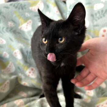 Harper -  Domestic Short Hair Cat for Adoption in Blackfoot, Idaho - Harper | PetCurious