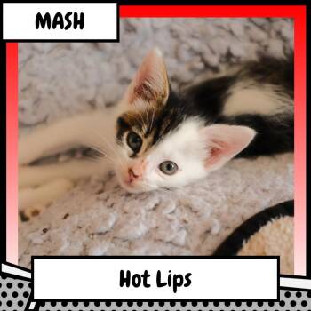 Margaret "Hot Lips" Houlihan -  Domestic Short Hair Cat for Adoption in Suisun City, California - Margaret "Hot Lips" Houlihan | PetCurious