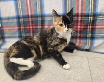 Acorn -  Domestic Short Hair Cat for Adoption in Dickson, Tennessee - Acorn | PetCurious