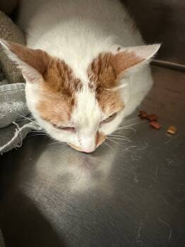 Rescue Domestic Short Hair Cats for Adoption in Rancho Cucamonga, California - CAYMAN | PetCurious