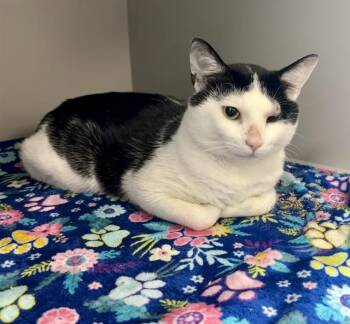 SLICK RICK -  Domestic Short Hair Cat for Adoption in Kalamazoo, Michigan - SLICK RICK | PetCurious