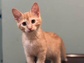 Domestic Short Hair Cats Available for Adoption in Lucedale, Mississippi - Ruben & Angus | PetCurious