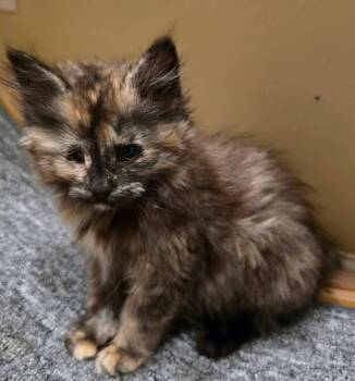 Marigold kitten -  Tortoiseshell Cat for Adoption in Enfield, Connecticut - Marigold Kitten | PetCurious