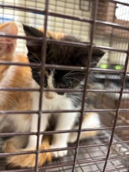 2026-06-131 -  Domestic Short Hair Cat for Adoption in Winder, Georgia - 2026-06-131 | PetCurious