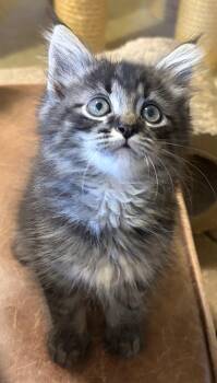 Odin -  Domestic Long Hair and Maine Coon Cat for Adoption in Washington Township, New Jersey - Odin | PetCurious