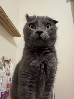 Domestic Short Hair Cats Available for Adoption - Boo Bear | PetCurious