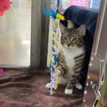 Leaf -  Domestic Short Hair Cat for Adoption in Belfair, Washington - Leaf | PetCurious