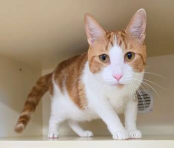 Tommy -  Domestic Short Hair Cat for Adoption in Bloomington, Indiana - Tommy | PetCurious