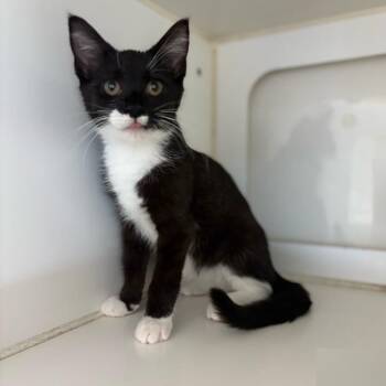 Star -  Domestic Short Hair Cat for Adoption in Fairfax Station, Virginia - Star | PetCurious