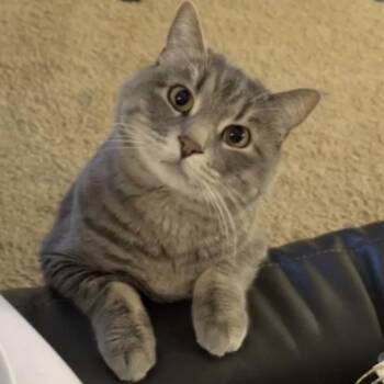 Jackson C12288 -  Domestic Short Hair Cat for Adoption - Jackson C12288 | PetCurious