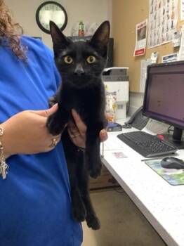 Rescue Domestic Short Hair Cats for Adoption in Fort Worth, Texas - 59580212 | PetCurious
