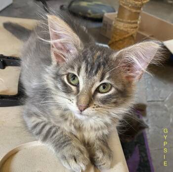 Kittens, Kittens, Kittens -  Maine Coon and Domestic Medium Hair Cat for Adoption in Metairie, Louisiana - Kittens, Kittens, Kittens | PetCurious