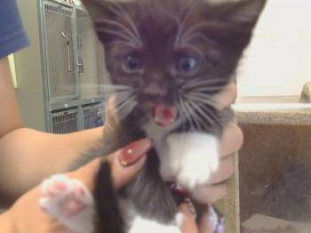 AGATE -  Domestic Short Hair Cat for Adoption in Sacramento, California - AGATE | PetCurious
