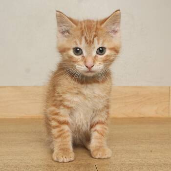 Sneak C71211 -  Domestic Short Hair Cat for Adoption in Minnetonka, Minnesota - Sneak C71211 | PetCurious