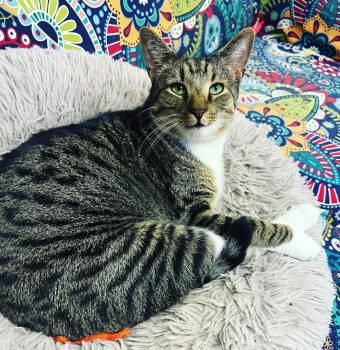 Rescue Domestic Short Hair Cats for Adoption in Glen Raven, North Carolina - TEAK | PetCurious