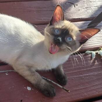 Ricotta -  Siamese and Domestic Short Hair Cat for Adoption in Springfield, Illinois - Ricotta | PetCurious