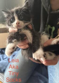 Leia -  Domestic Medium Hair Cat Available for Adoption in Springfield, Massachusetts - Leia | PetCurious