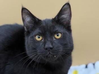 Homer -  Domestic Short Hair Cat for Adoption in Portland, Oregon - Homer | PetCurious