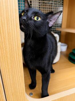 Catalina -  Domestic Short Hair Cat for Adoption in West Hollywood, California - Catalina | PetCurious