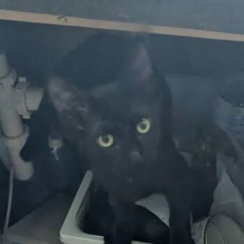 Rescue Domestic Short Hair Cats for Adoption in Galveston, Texas - Curly | PetCurious