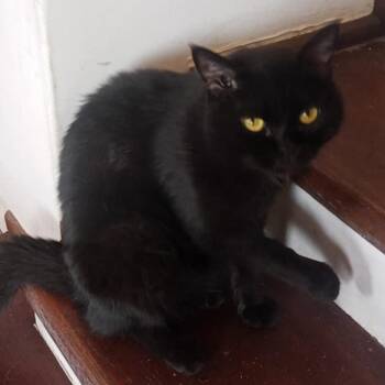 Panther -  Bombay and Burmese Cat for Adoption in Brampton, Ontario - Panther | PetCurious