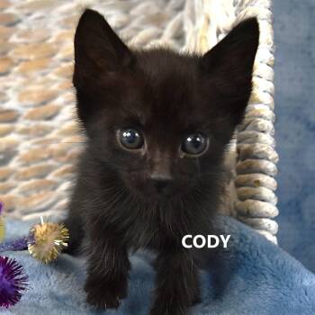 Cody -  Domestic Short Hair Cat for Adoption in Kanab, Utah - Cody | PetCurious