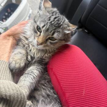 Domestic Long Hair Cats Available for Adoption in Eagle Mountain, Utah - Kip Carter | PetCurious