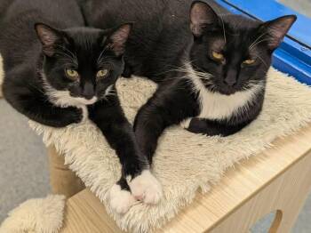 5 adorable kittens and cats -  Domestic Short Hair Cat for Adoption in Fairfax, Virginia - 5 Adorable Kittens And Cats | PetCurious