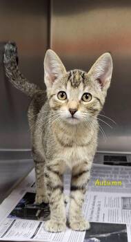 Autumn -  Domestic Short Hair Cat for Adoption in Marion, Mississippi - Autumn | PetCurious